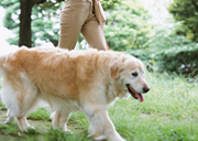 犬の散歩代行